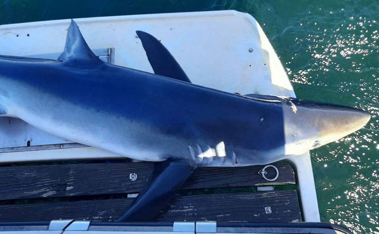 "Допрыгалась": в Невельском районе выловили 100-килограммовую акулу