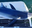 "Допрыгалась": в Невельском районе выловили 100-килограммовую акулу