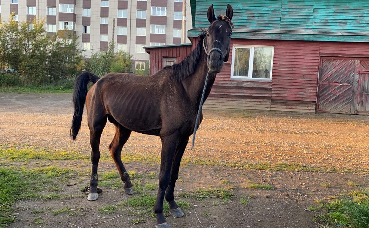 Опубликовано видео измученного коня, сбежавшего от похитителей на Сахалине  - Новости Сахалинской области. Происшествия - astv.ru