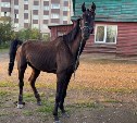 Опубликовано видео измученного коня, сбежавшего от похитителей на Сахалине