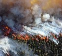 С начала года на Дальнем Востоке произошло уже 765 лесных пожаров