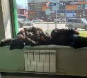 "Уютно, пригрелись": в отделении крупного банка в Южно-Сахалинске на окне прикорнули бездомные