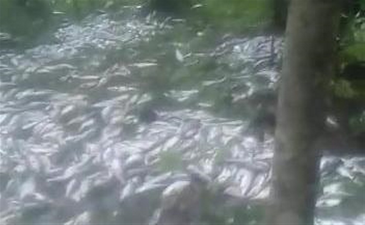 Десять тонн рыбы рассыпал грузовик в Ногликском районе