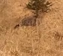 Медведь спускался к людям по склону в Углегорске