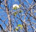 "Яблоня сошла с ума": на Сахалине из-за тёплой осени началось весеннее цветение 