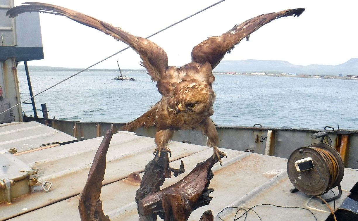 Чучело птицы вымирающего вида обнаружили таможенники у моряка на Курилах