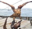 Чучело птицы вымирающего вида обнаружили таможенники у моряка на Курилах