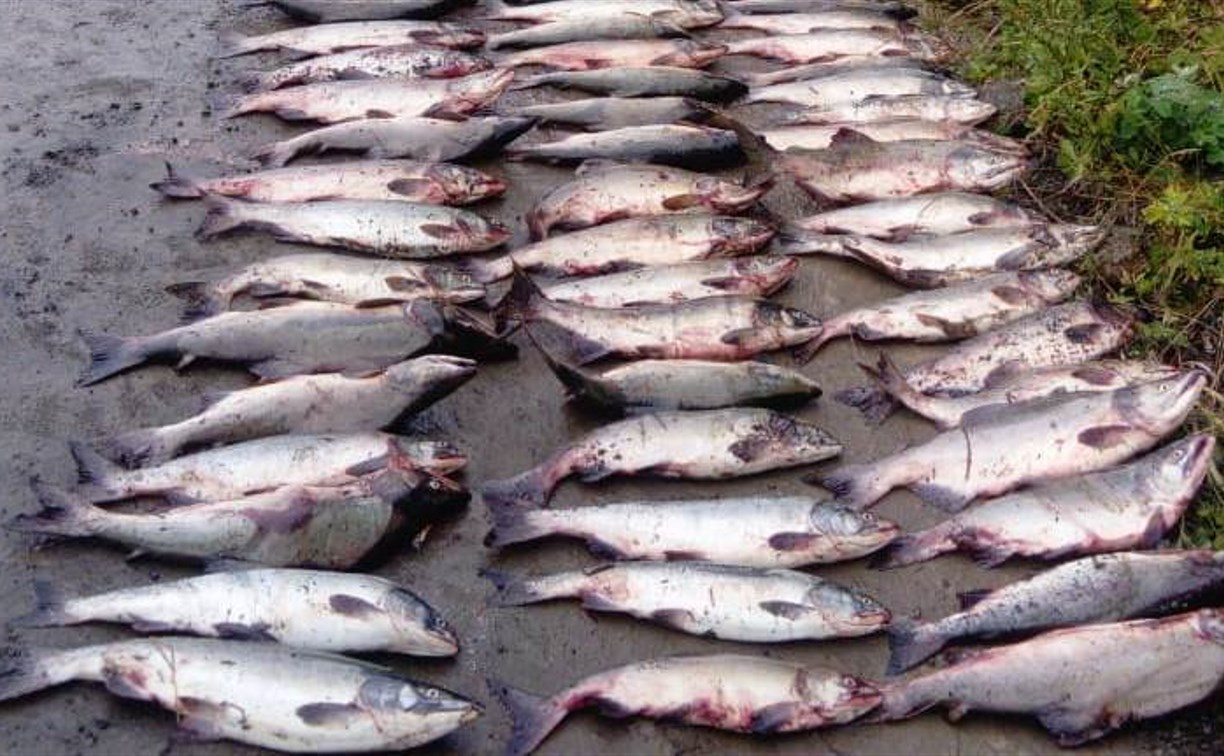 Рыбаки-любители выловили 600 кг горбуши в Корсаковском районе