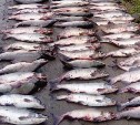 Рыбаки-любители выловили 600 кг горбуши в Корсаковском районе