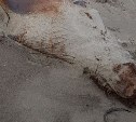 Тело морского льва выбросило на берег в Яблочном