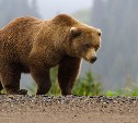 Повара школы в сахалинском селе Огоньки, возможно, прикормили медведя
