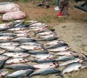 В Ногликах задержали браконьера, который грёб горбушу сетью