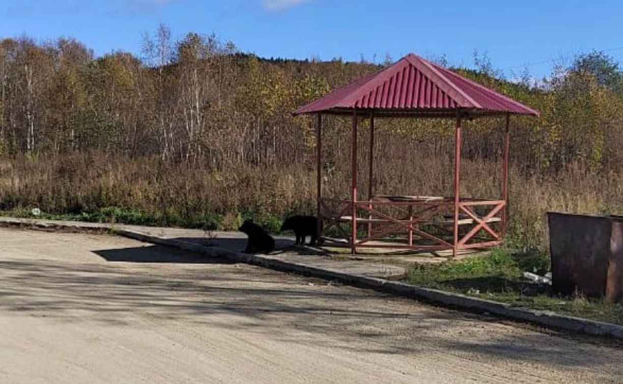 Два медвежонка обосновались в беседке по дороге на Красногорск