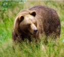 Двое жителей Южно-Сахалинска пострадали от лап медведя (+дополнение) 
