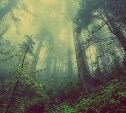 В Сахалинских лесах незаконно вырубили деревья на 117 миллионов рублей