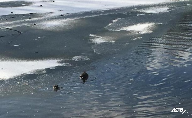 Горожане переживают за уток на замерзающем озере в парке Южно-Сахалинска