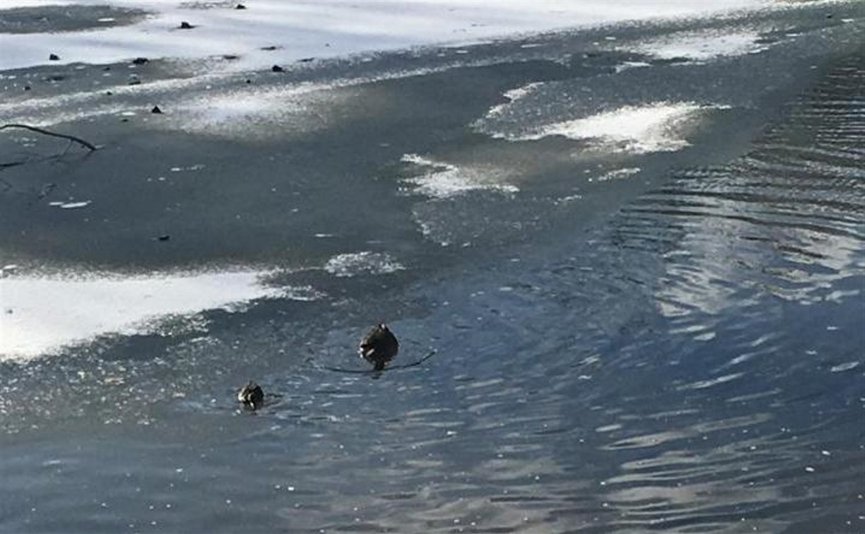 Горожане переживают за уток на замерзающем озере в парке Южно-Сахалинска