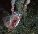 Свыше 20 литров браконьерской икры за неделю изъяла рыбоохрана на Сахалине