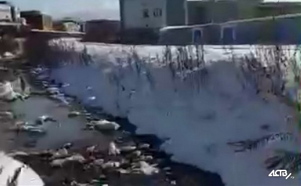 В Южно-Сахалинске второй год в реку Сусуя текут нечистоты