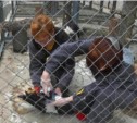 В сахалинском зоопарке белоплечие орланы напугали посетителей кровоточащими ранами (ФОТО)