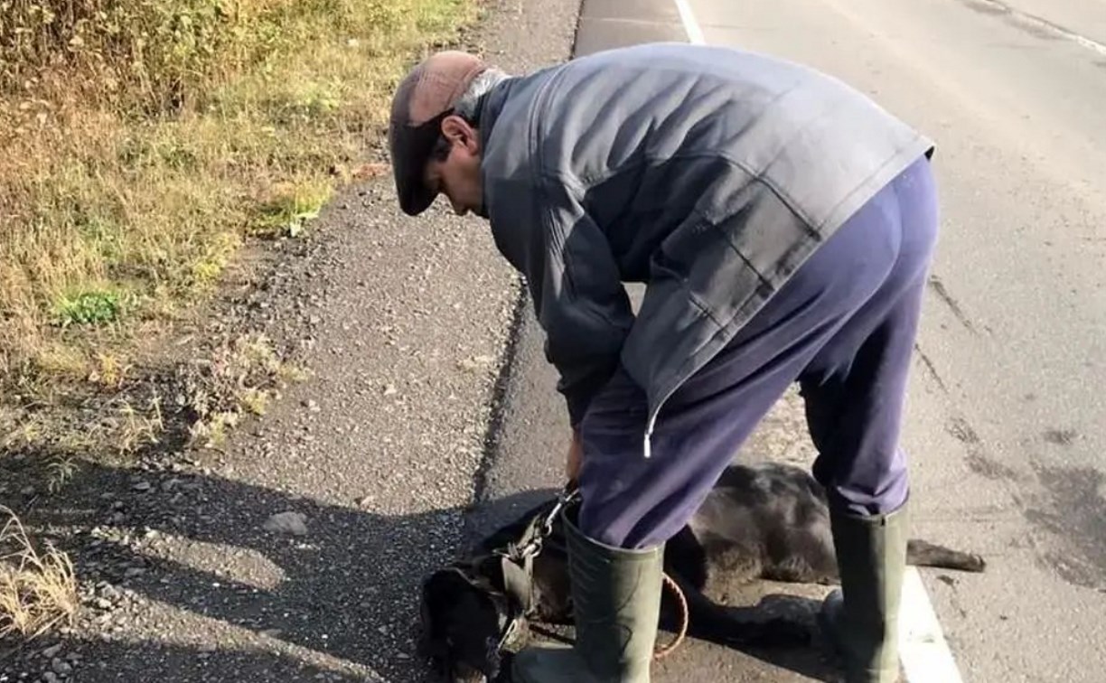 На Сахалине собаку привязали к автомобилю и загнали до смерти