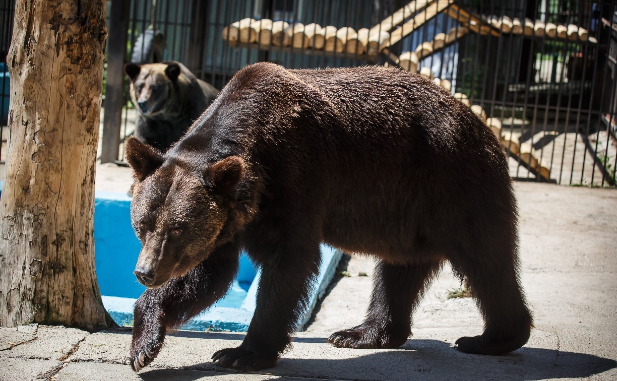 Медведи в сахалинском зоопарке стали больше есть