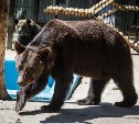 Медведи в сахалинском зоопарке стали больше есть