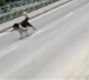 В Южно-Сахалинске разыскивают водителя, который привязал собаку к своему авто