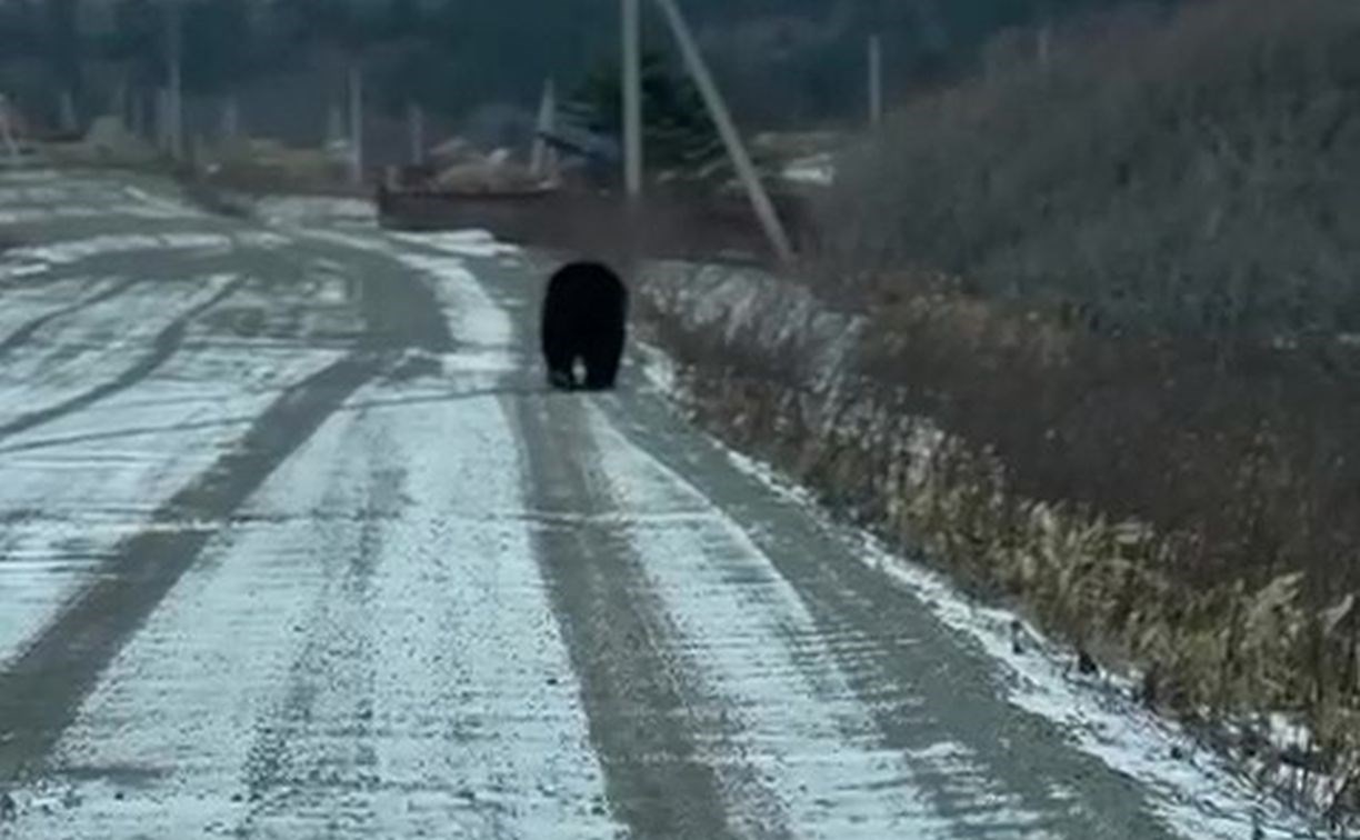 Медведь шатается по заснеженным дорогам на Курилах