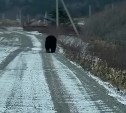 Медведь шатается по заснеженным дорогам на Курилах