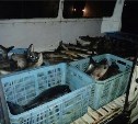 На побережье в Стародубском у браконьеров изъяли 780 кг рыбы