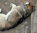 Сахалинка: отловщики запустили дротик в хаски, когда она провожала бабушку до рынка