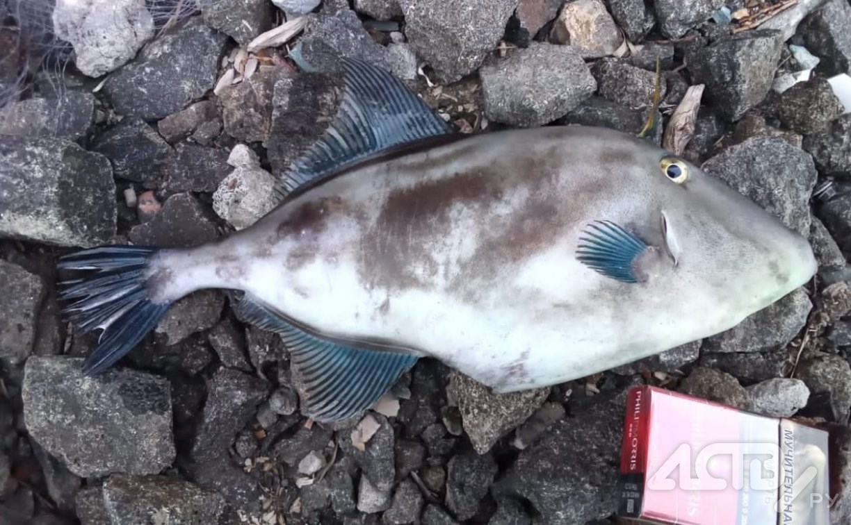 "Кожа как наждачка": в Невельске поймали необычную рыбу