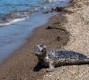 Сахалинские экологи спасли тюленя, оказавшегося в озере за Стародубским