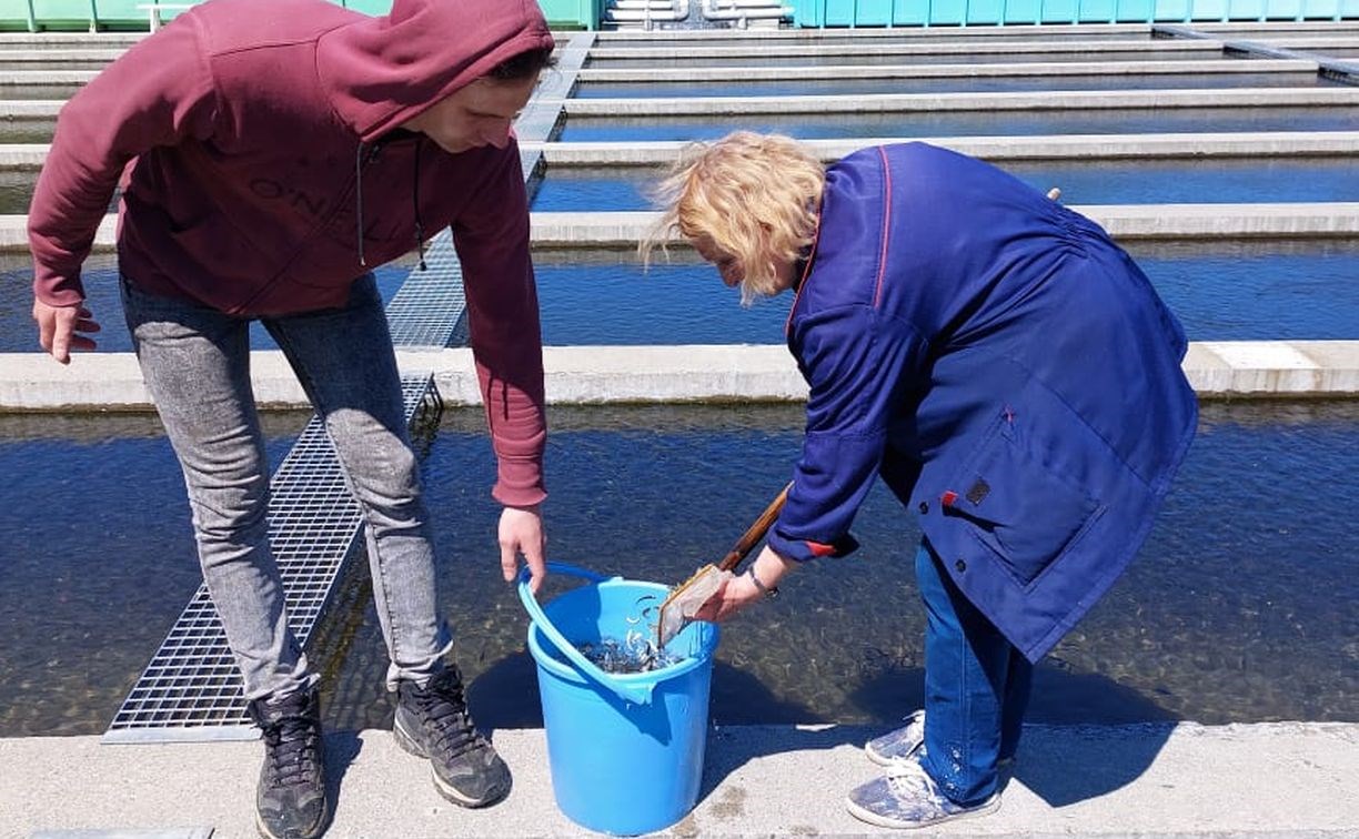 Сахалинские заводы приступили к выпуску молоди тихоокеанских лососей
