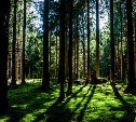  Потеплеет до 23°, без осадков: уточненный прогноз погоды на Сахалине и Курилах на четверг 