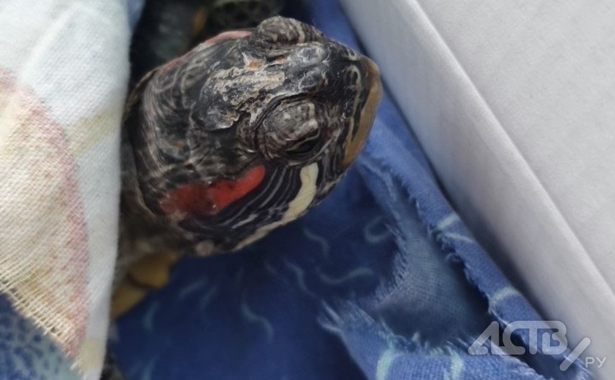 Бездомную черепаху нашли в подъезде дома в Холмске