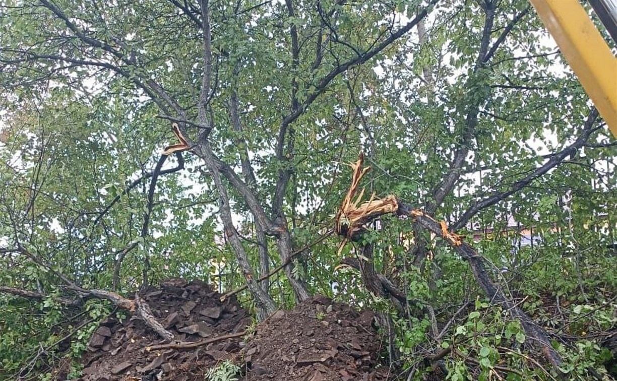 Коровы на улицах, собаки без поводков: в Корсаковском округе выписали штрафов почти на 800 тысяч