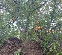 Коровы на улицах, собаки без поводков: в Корсаковском округе выписали штрафов почти на 800 тысяч