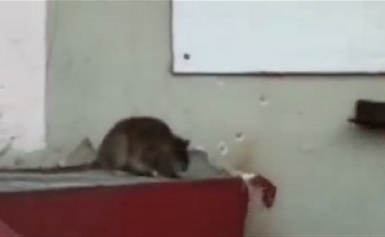 Возмущению нет границ: крыса в Поронайске пришла в магазин, а он закрыт