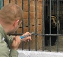 Медведям сахалинского зоопарка сделали прививки от плотоядной чумы и других болезней