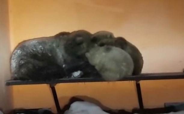 Очень трогательное видео: медведица с медвежатами прятались от метели на остановке