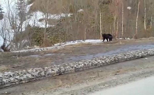Медведь загрыз двух коров в Холмском районе