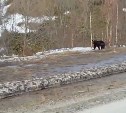 Медведь загрыз двух коров в Холмском районе