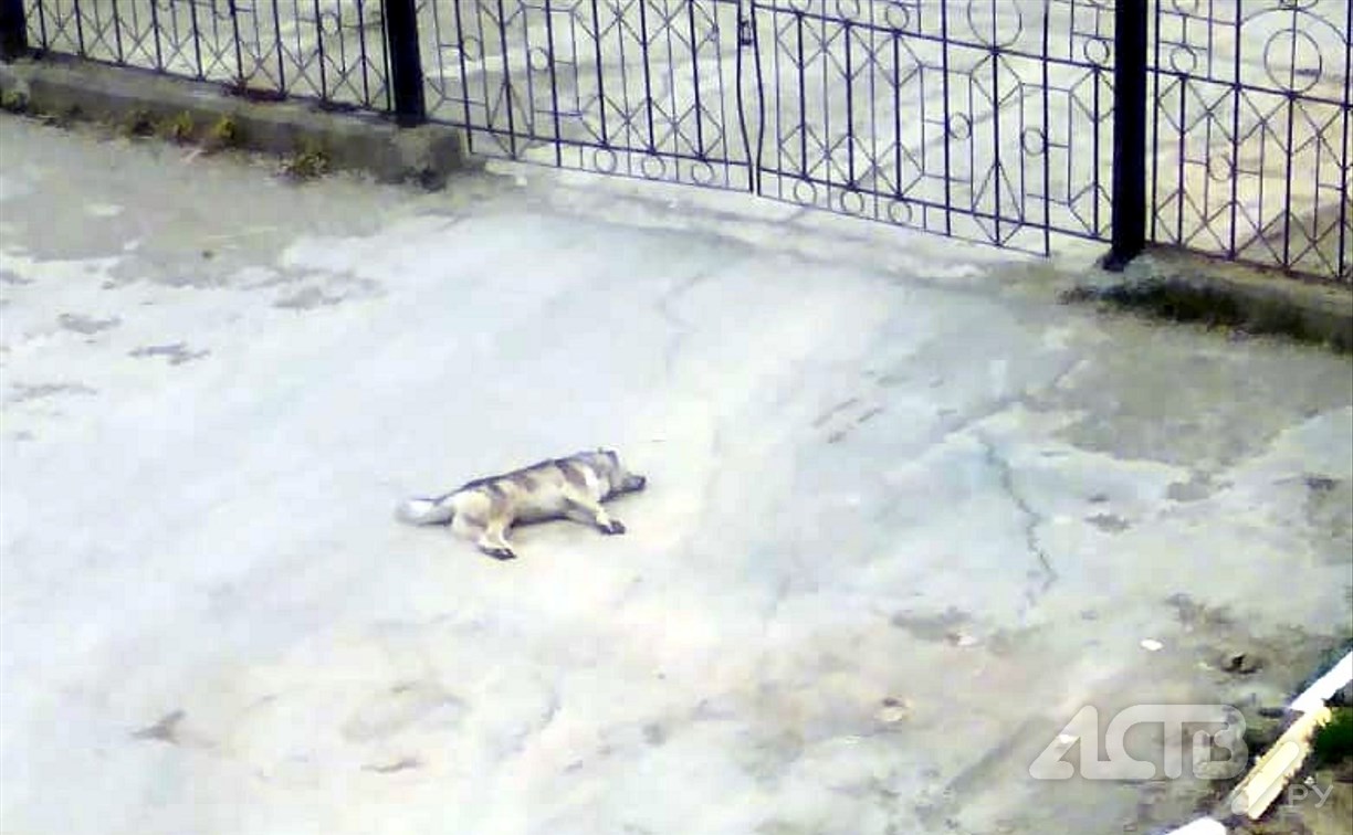 На улице в Долинске выставили пакет с отравленными молоками, одна из собак мучительно умерла