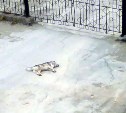 На улице в Долинске выставили пакет с отравленными молоками, одна из собак мучительно умерла