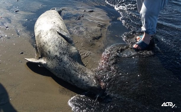 В Стародубском на берег выкинуло мертвого тюленя
