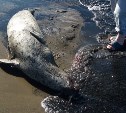 В Стародубском на берег выкинуло мертвого тюленя