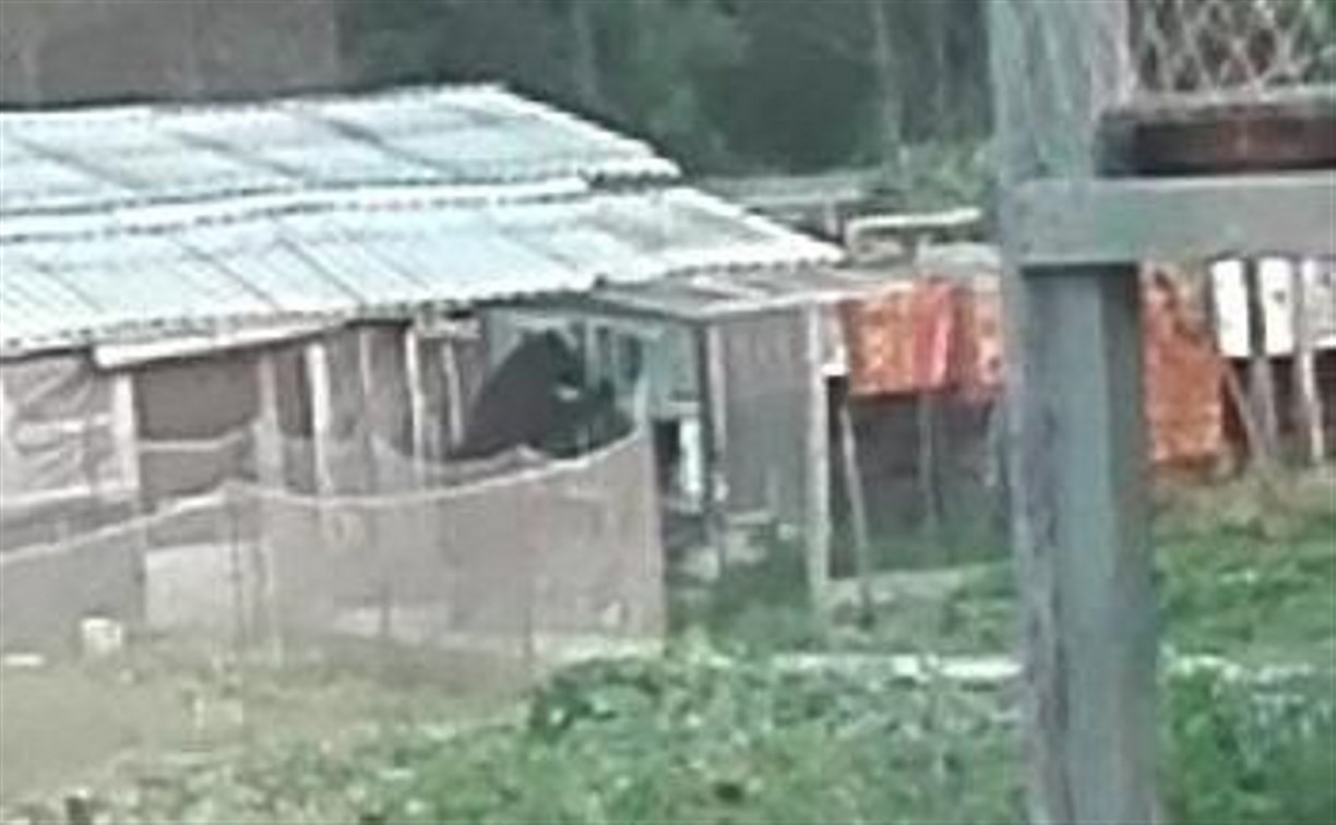 Медведя-подранка выслеживают в Охинском районе