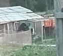 Медведя-подранка выслеживают в Охинском районе